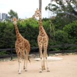 Giraffes at Taronga Zoo