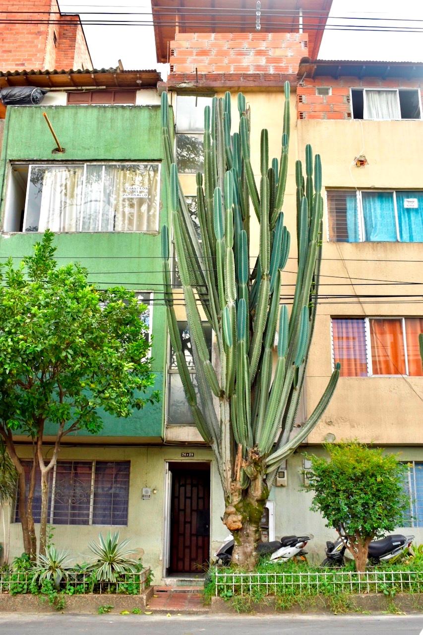 Medellin cactus house street photo