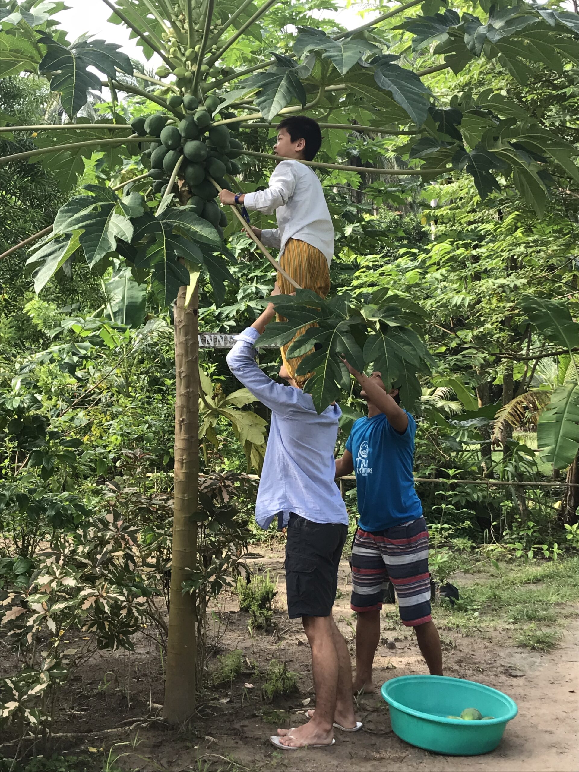 Picking papayas