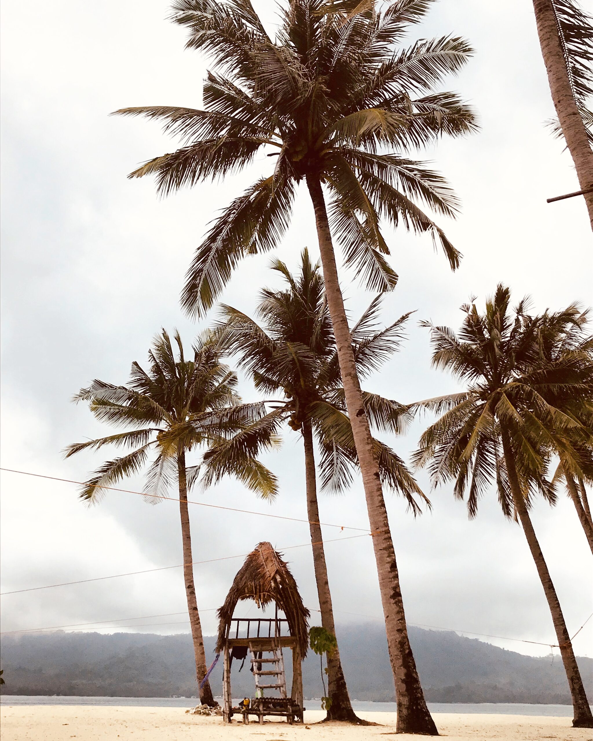 Palm tree and beach hut