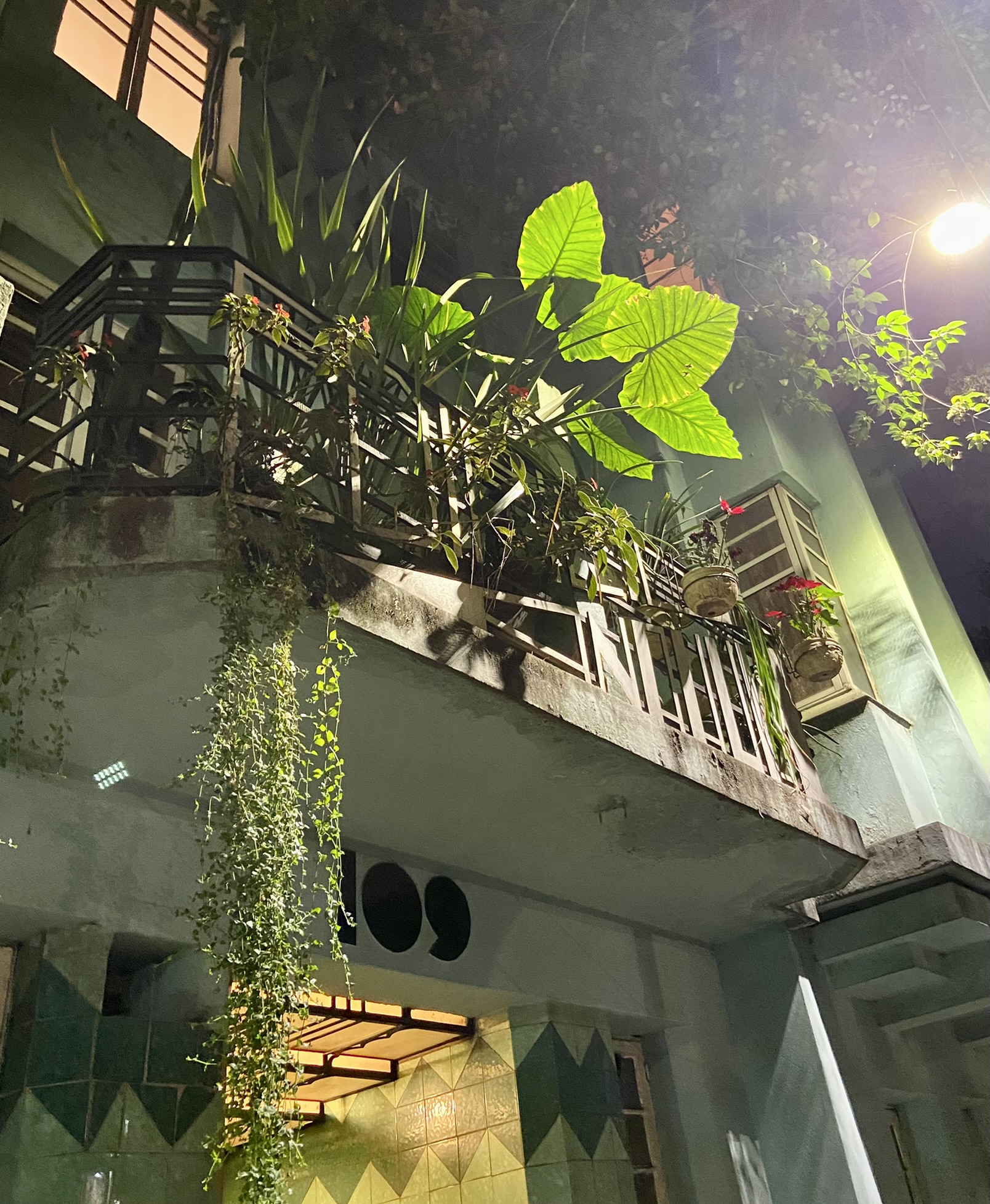 Plants and balcony