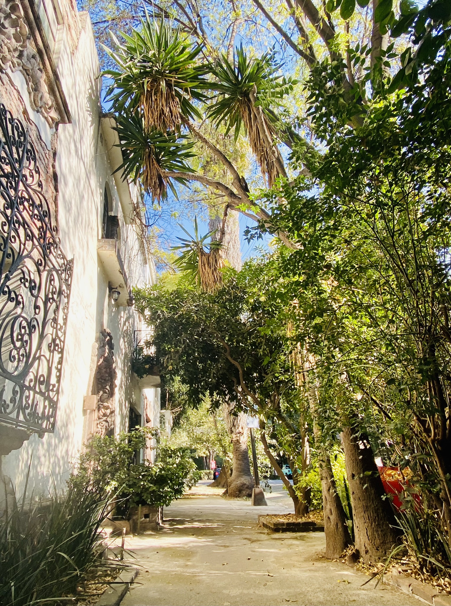 Street with green plants in Condesa