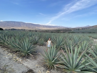 Fields of agave plants